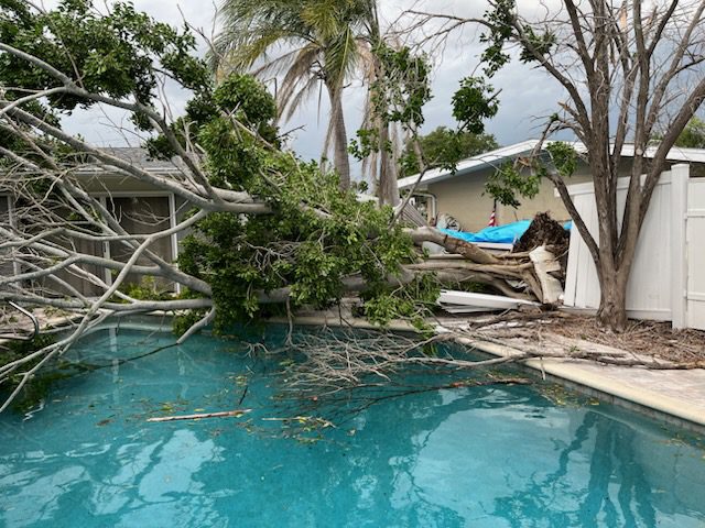 Fallen tree across residential backyard pool